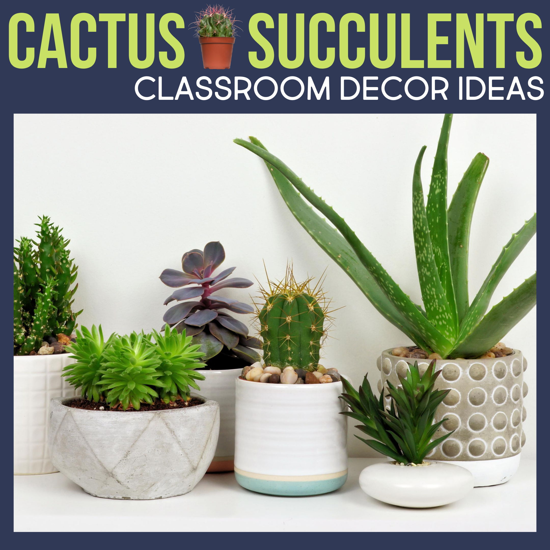 cactus or succulents as classroom decor