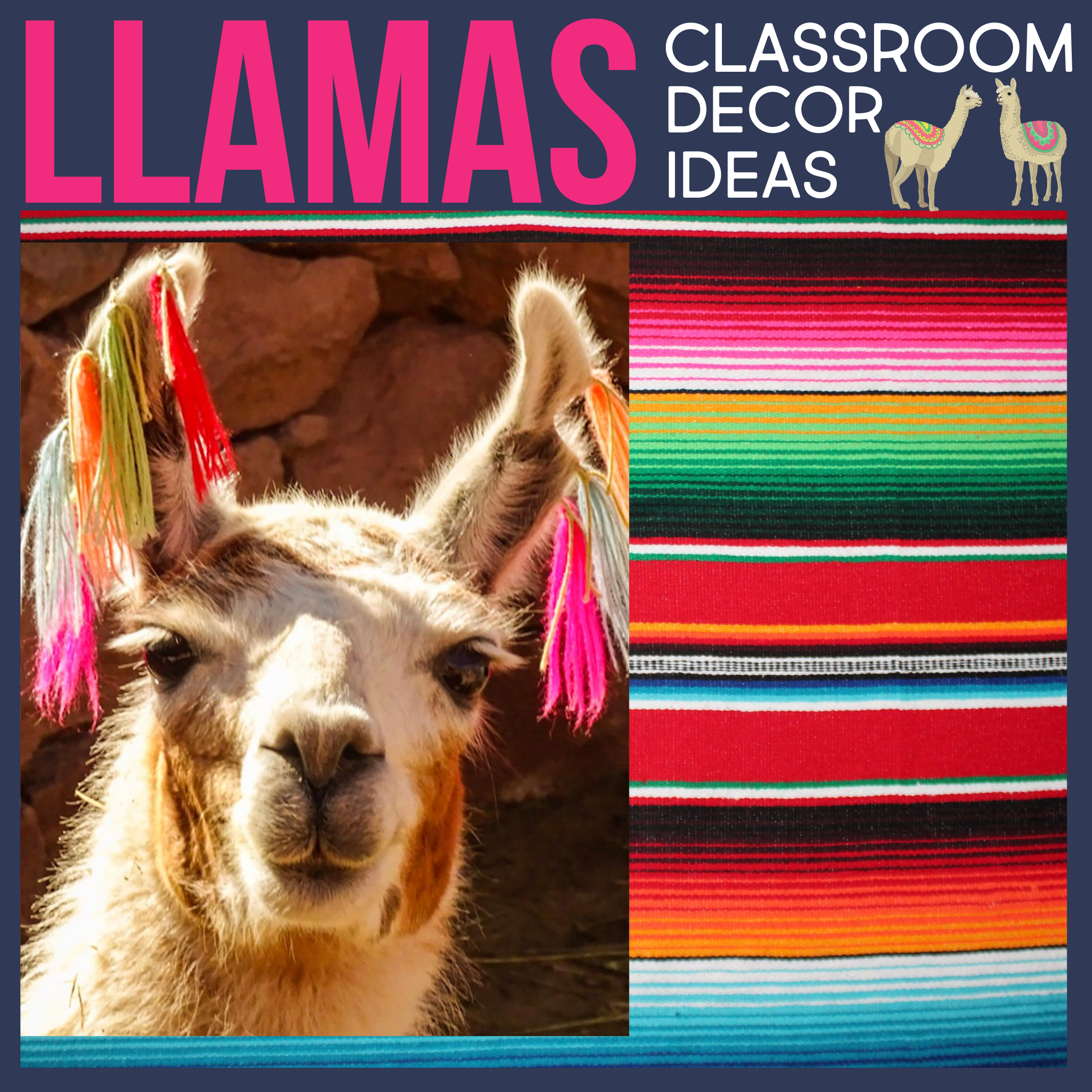 llamas as a classroom theme for elementary teachers